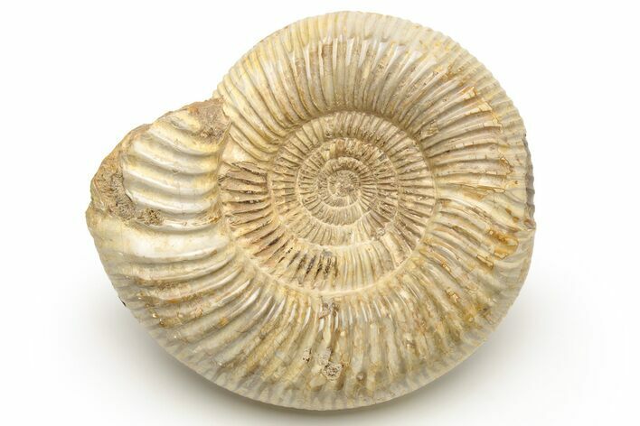 Jurassic Ammonite (Perisphinctes) - Madagascar #227596